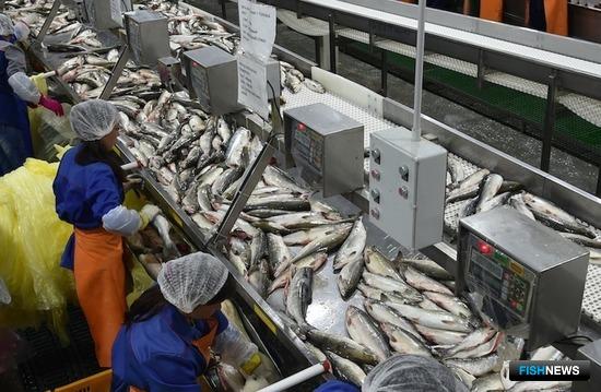 ТОР снимет барьеры для рыбопереработки