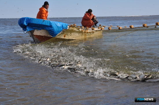 Хабаровские рыбаки встретили нерестовую сельдь на реке