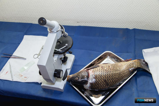 ТИНРО предлагает подправить «рыбный» техрегламент