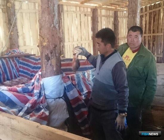 Браконьеры тепло встретили кету в Хабаровском крае