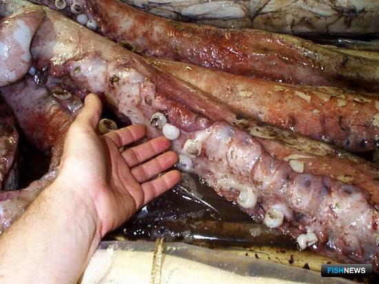 В Перу озаботились судьбой гигантского кальмара