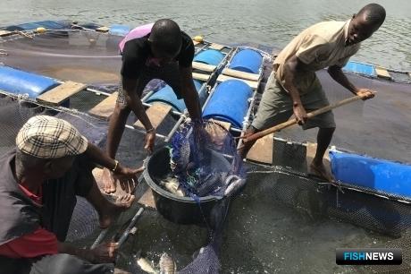 С безработицей в Гвинее-Бисау борются рыбоводством