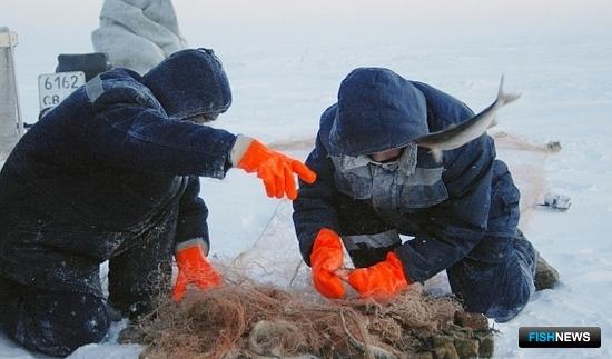 Лучшее предприятие в рыбной отрасли Ямала получит 2,5 миллиона