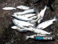 Камчатского лосося стали охранять лучше