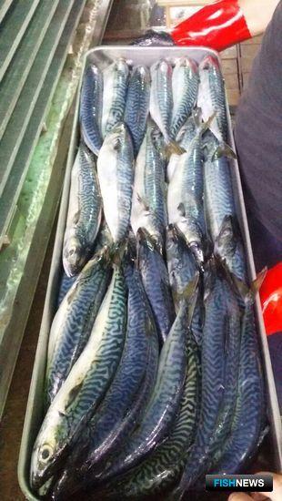 Курильские рыбаки переключаются с лосося на скумбрию
