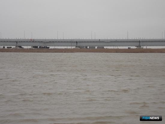 Рыбе Азовского моря помог Крымский мост