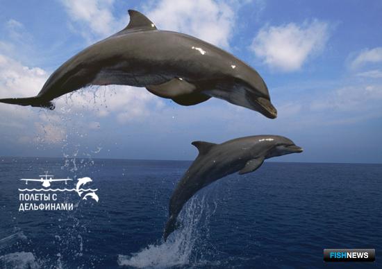 За черноморскими дельфинами присмотрят с воздуха