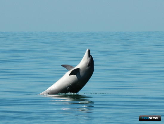 За черноморскими дельфинами присмотрят с воздуха