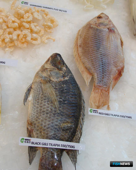 Выращенная рыба из Китая попала под запрет
