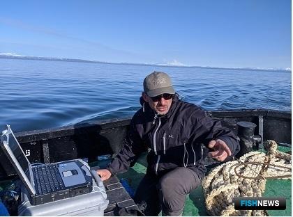 Подходы лососей в Камчатском заливе оценила наука