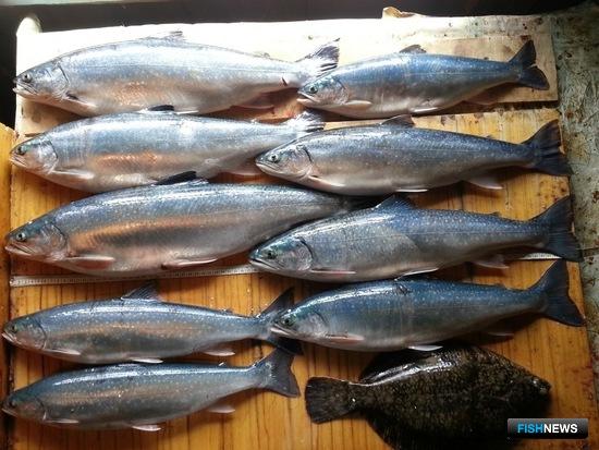 Приморские ученые подсчитали молодь лососевых