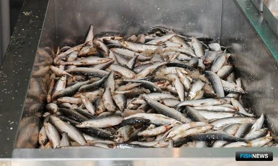 Рыбный бизнес Ямала активно пользуется субсидиями