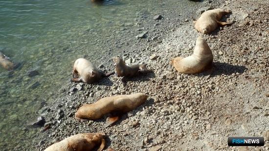 У камчатских моржей и тюленей появится «скорая помощь»