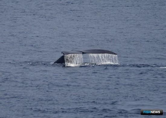 Промысел китов и дельфинов поставят вне закона