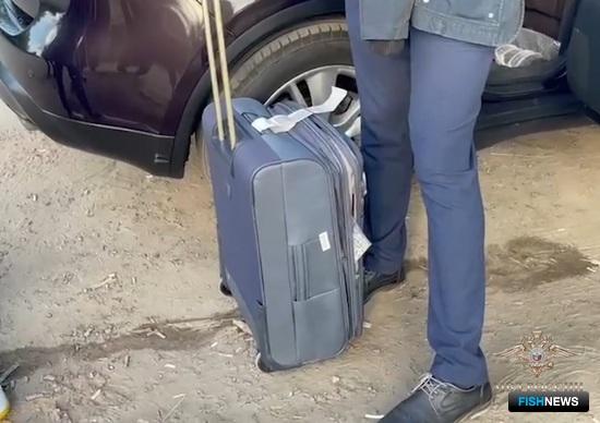 В Волгограде взяли «туриста» с чемоданом черной икры