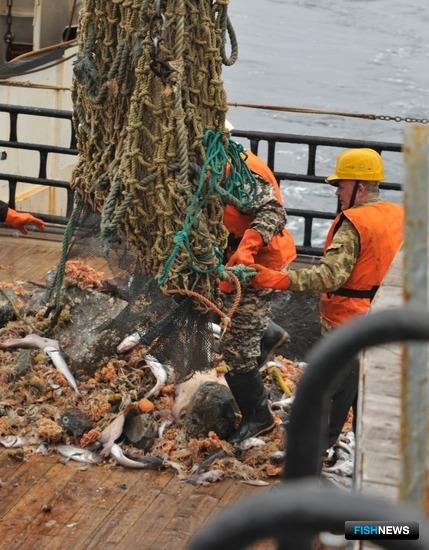 Ученые рассказали о рыбных запасах Дальнего Востока