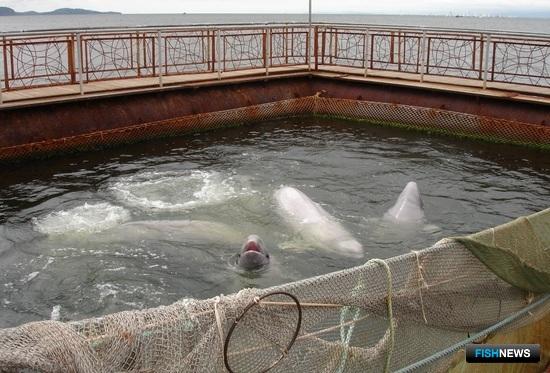 Отлову дельфинов для индустрии развлечений готовят запрет