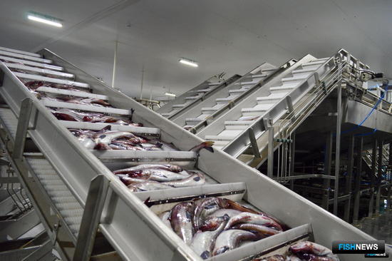 Рыбная отрасль Камчатки увеличила налоговую отдачу