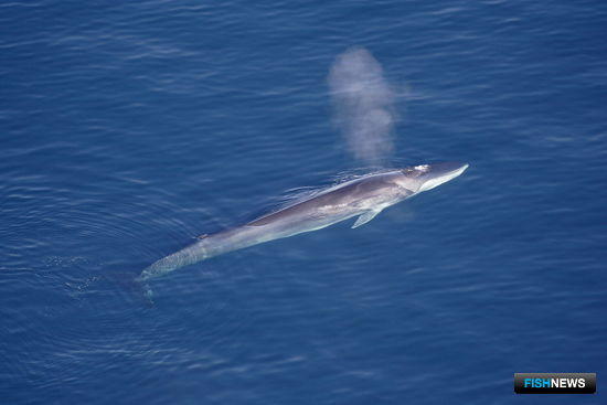 Исландия может отказаться от добычи китов