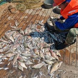 Наука оценила промысловые перспективы каспийских рыб