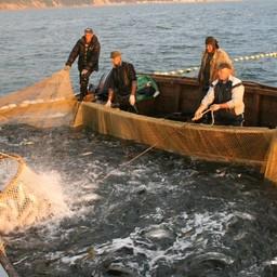 Рыбаки получили первые прогнозы по лососю