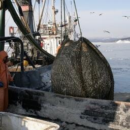 К концу марта рыбаки сохраняют прибавку по уловам