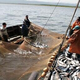 Сахалинская область продолжает работу по принципам закрепления рыболовных участков