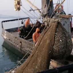 Дальнему Востоку обновили правила рыболовства