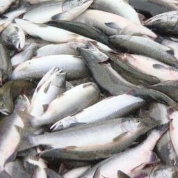 От ограничений экспорта лосося пока отказались