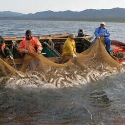 Комиссия определила сроки лососевого промысла на Северных Курилах