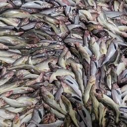 Минтай обещает рекордные уловы в Беринговом море