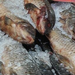 В Приморье уважают пресноводную рыбу