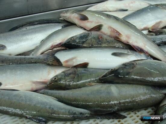 Камчатские рыбаки взяли более 9 тыс. тонн лосося