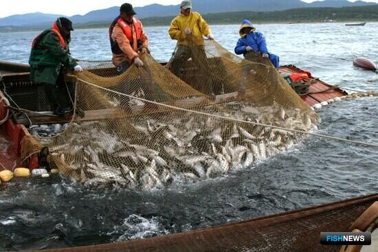 Уловы лосося перешли за 11 тыс. тонн
