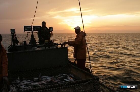 Сенаторы рассмотрят закон о торгах в рыбной отрасли