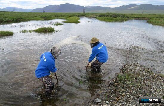 Обитателей чукотских рек исследуют ученые