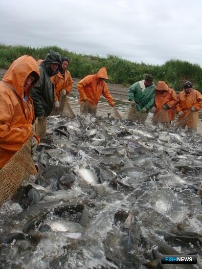 Камчатским рыбакам отвели больше времени на горбушу