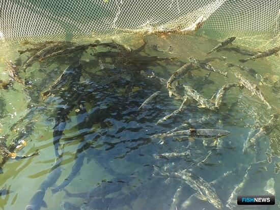 Рыбоохрана будет учитывать заполнение нерестилищ лосося при оценке рисков нарушений