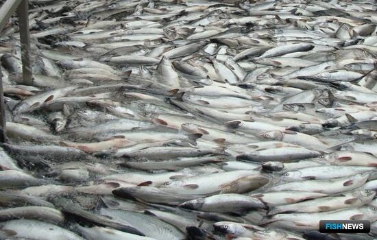 Большой улов: рыбаки Камчатки уже взяли около 450 тыс. тонн лососей