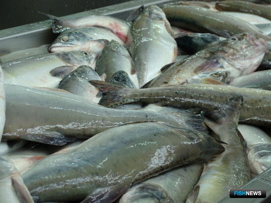 В Анадырском лимане закрывают промысел лосося