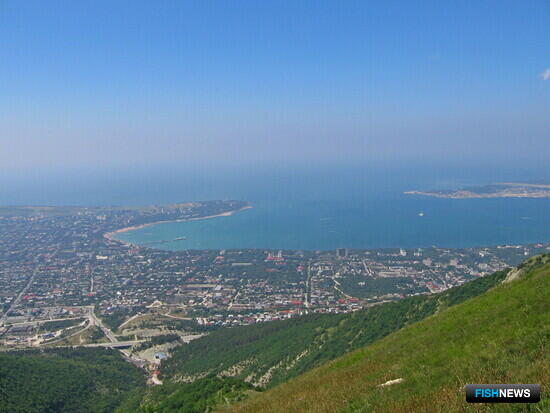 Рыбоводные акватории в прибрежье Черного моря оказались востребованы