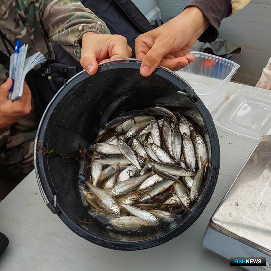 ХМАО «лечит» свои рыбные запасы