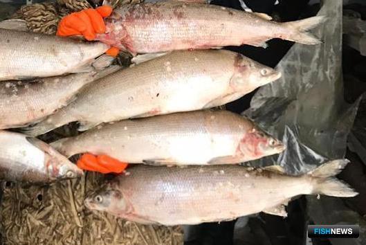 Вылов муксуна будет сильнее бить по кошельку нелегальных рыболовов