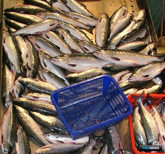 Сахалинская область предлагает учитывать вклад в обеспечение региона рыбой