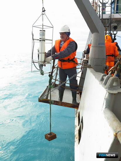 Специалисты освежили данные по крабу Баренцева моря