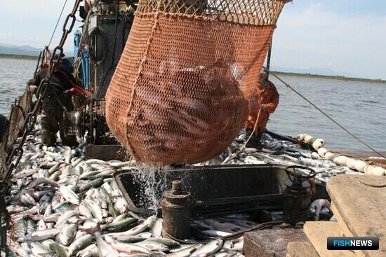 Статистика лососевой путины: рыбаки взяли больше 580 тыс. тонн