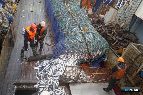 Уловы российских рыбаков почти достигли 4 млн тонн