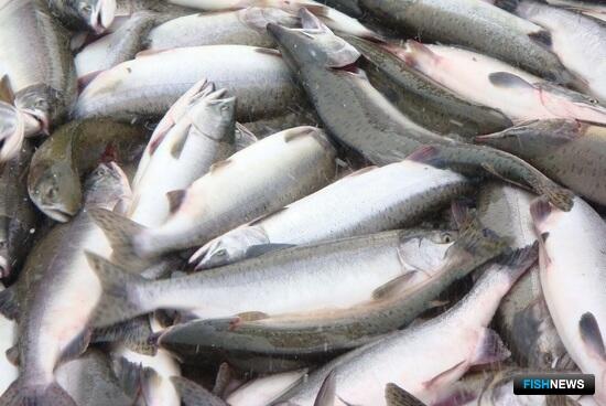 На Колыме подсчитывают уловы лососевой путины