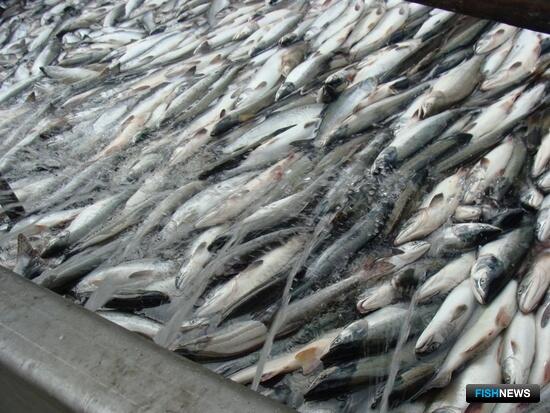 Промысловики Камчатки успешно закрыли лососевую путину