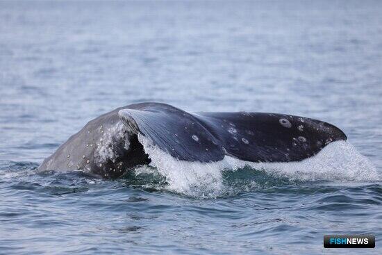 На Камчатке изучают кормящихся китов